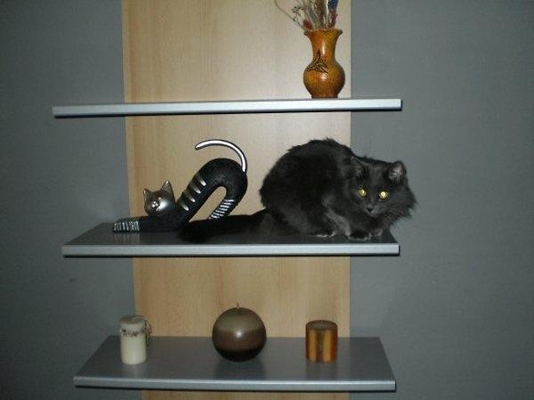 Animale simpatice faţă în faţă cu dublurile lor. Vezi o galerie foto de excepţie 198836