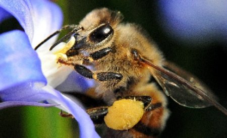 UE nu a reuşit interzicerea pesticidelor pentru protejarea albinelor