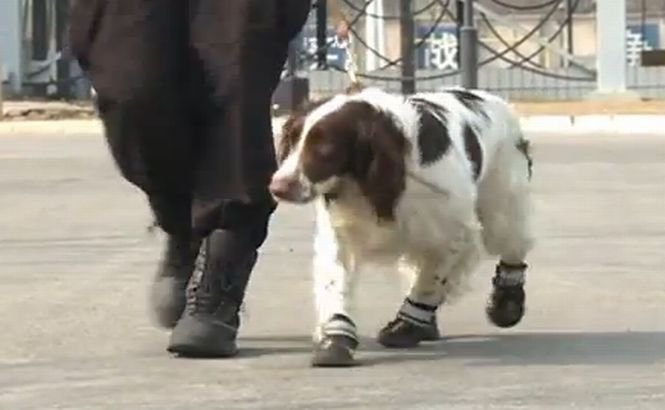 Ultimele tendinţe în moda canină! Poliţiştii patrupezi din China vor purta pantofi