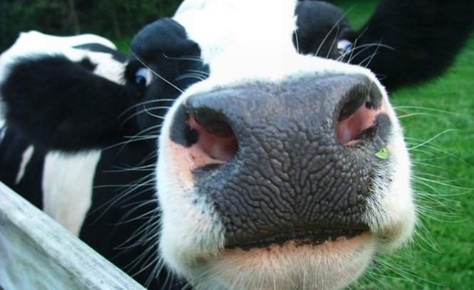 Criza laptelui, la un pas de a ucide animalele