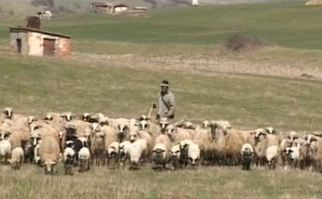 Mai mulţi bani pentru fermieri: Crescătorii de ovine vor primi un ajutor suplimentar de 4,5 euro pentru fiecare animal