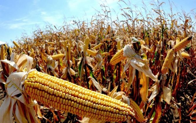 Cerealele ar putea fi contaminate cu aflatoxină. Sechestru pe 8.000 de tone de porumb