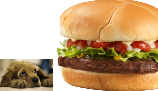 Nici o zi fără scandal alimentar! Carne de câine, găsită în mâncarea fast-food din Marea Britanie