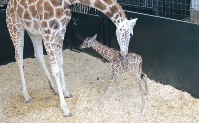 Vezi cum păşeşte pentru prima dată un pui de girafă