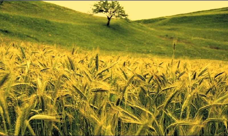 Cândva &quot;grânarul Europei&quot;, România a ajuns pe ultimul loc din UE la producţia de grâu şi porumb