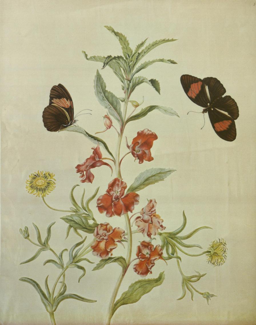 Botanista Maria Sibylla Merian, sărbătorită de Google printr-un logo special  201474