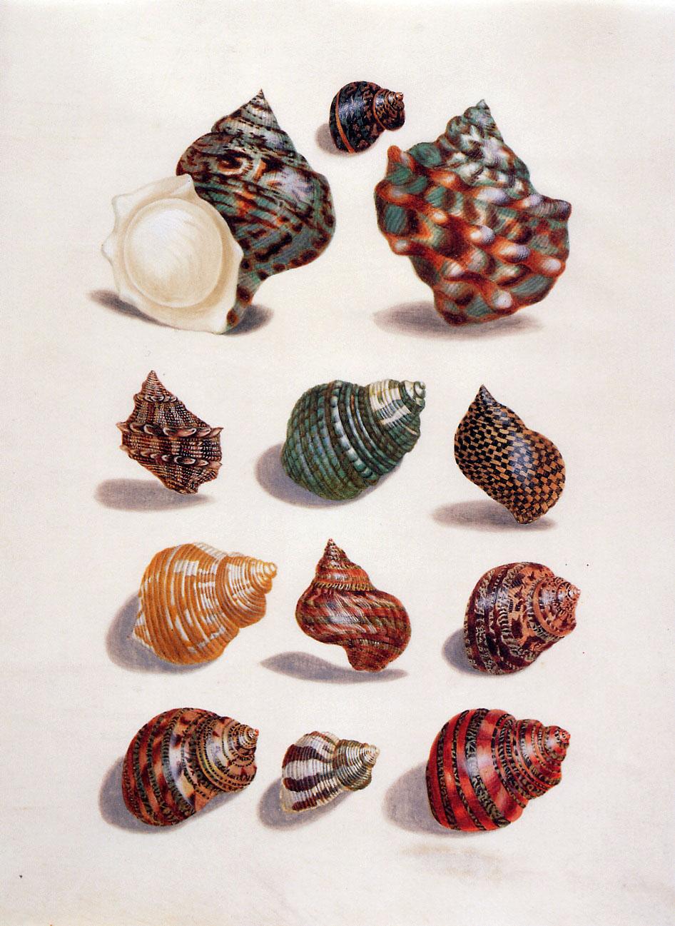 Botanista Maria Sibylla Merian, sărbătorită de Google printr-un logo special  201475