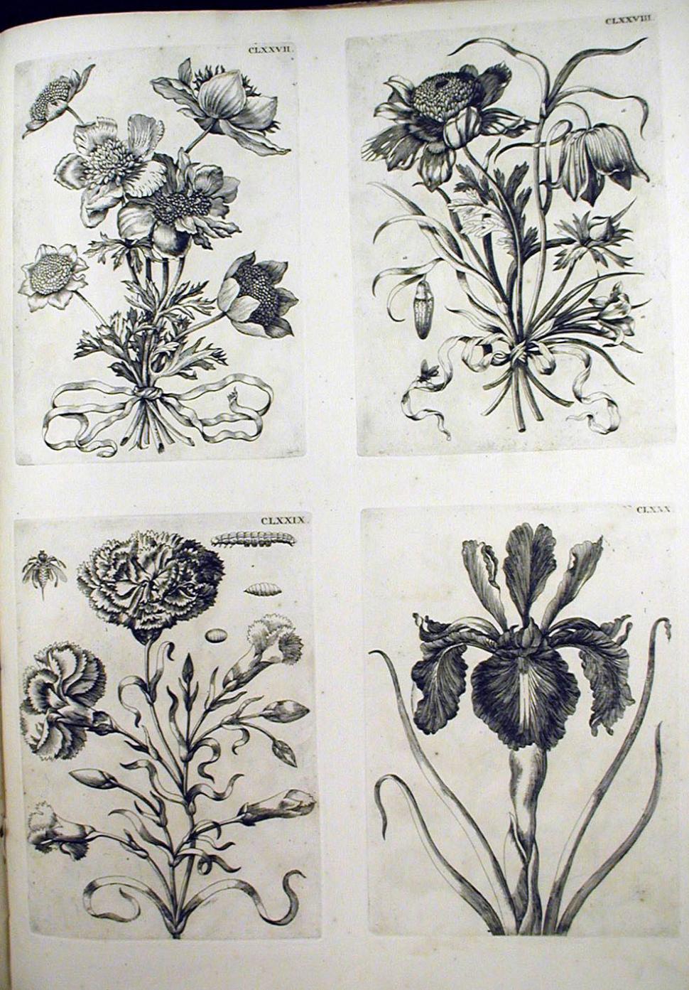 Botanista Maria Sibylla Merian, sărbătorită de Google printr-un logo special  201478