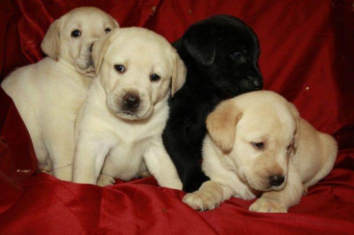 Sunt atât de simpatici în poza asta, dar stai să vezi ce au făcut în casă. Stăpânul şi-a pus mâinile în cap 201417