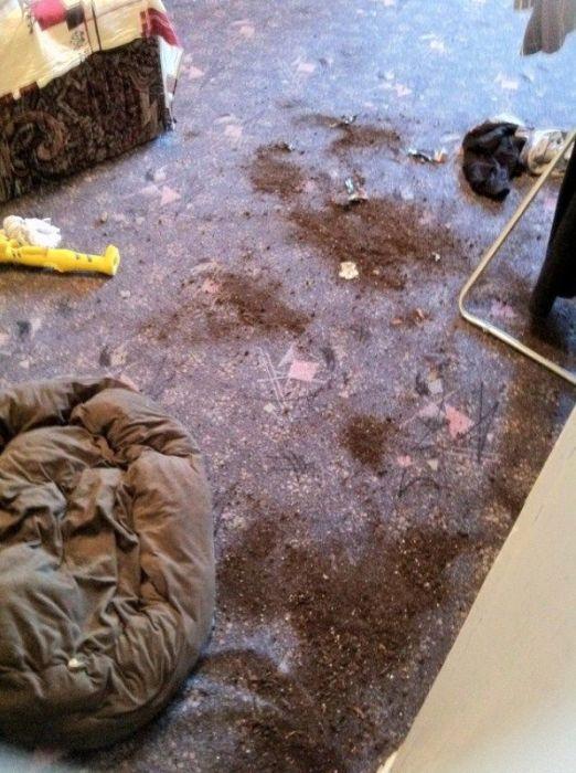 Sunt atât de simpatici în poza asta, dar stai să vezi ce au făcut în casă. Stăpânul şi-a pus mâinile în cap 201418