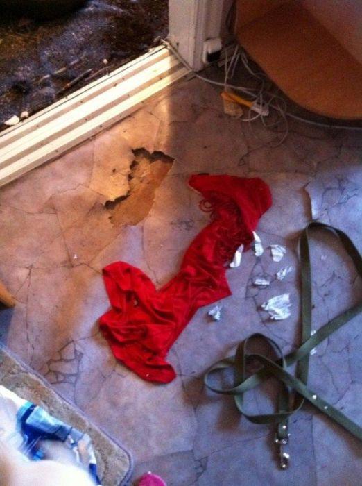 Sunt atât de simpatici în poza asta, dar stai să vezi ce au făcut în casă. Stăpânul şi-a pus mâinile în cap 201419