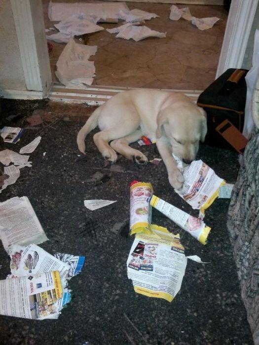 Sunt atât de simpatici în poza asta, dar stai să vezi ce au făcut în casă. Stăpânul şi-a pus mâinile în cap 201421