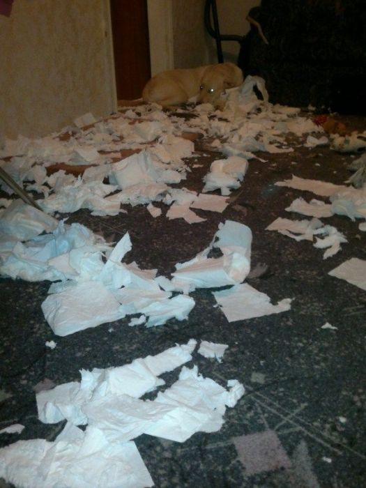 Sunt atât de simpatici în poza asta, dar stai să vezi ce au făcut în casă. Stăpânul şi-a pus mâinile în cap 201423