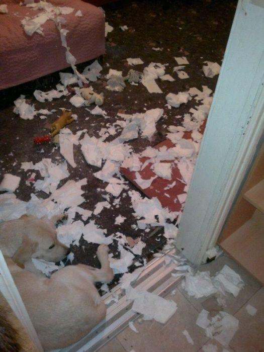 Sunt atât de simpatici în poza asta, dar stai să vezi ce au făcut în casă. Stăpânul şi-a pus mâinile în cap 201424