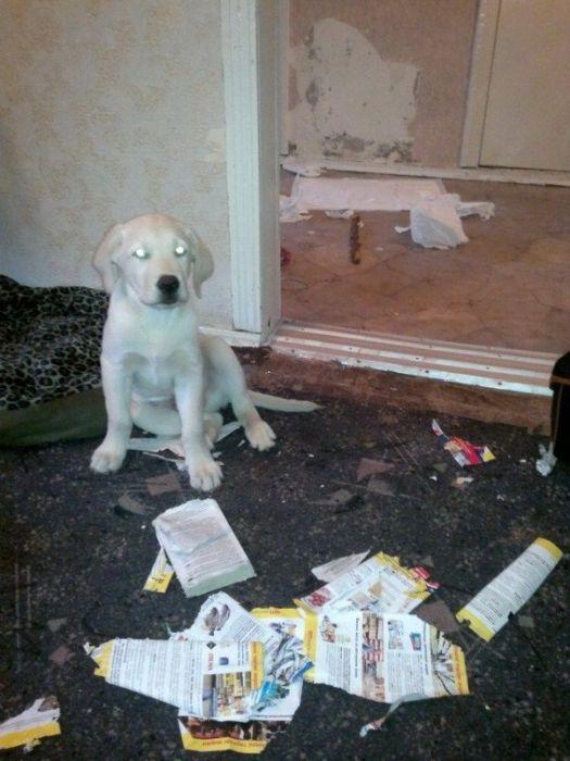 Sunt atât de simpatici în poza asta, dar stai să vezi ce au făcut în casă. Stăpânul şi-a pus mâinile în cap 201425