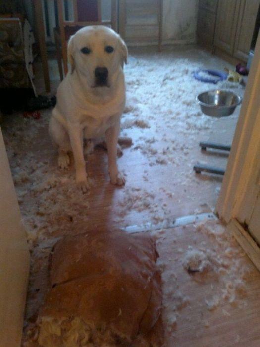 Sunt atât de simpatici în poza asta, dar stai să vezi ce au făcut în casă. Stăpânul şi-a pus mâinile în cap 201426