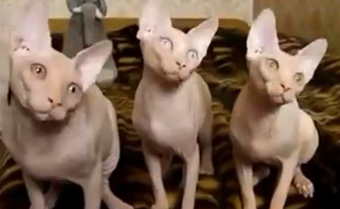 Trei pisici cu ureche muzicală! Vezi un spectacol pe cinste