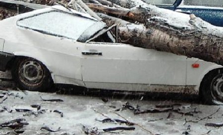 Un copac bătrân a căzut peste patru maşini din Reşiţa. Proprietarii cer despăgubiri