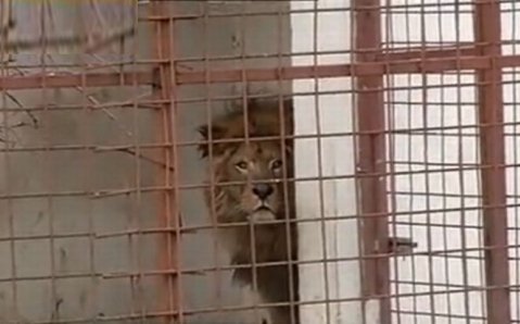 Nuţu Cămătaru nu a acceptat ca leii pe care i-a avut să fie trimişi în Africa