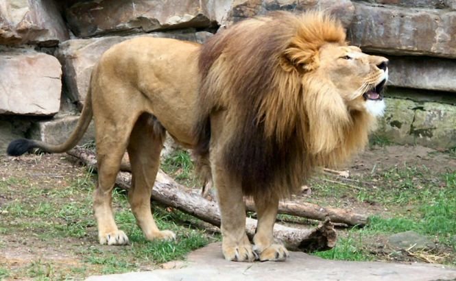 O fată a fost muşcată de leu, la grădina zoologică din Rădăuţi