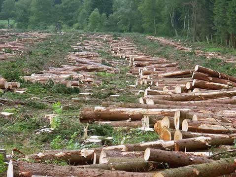 Guvernul pregăteşte un nou Cod Silvic. Ministrul Pădurilor şi Apelor: Îi va nemulţumi pe cei care au fost părtaşi la furtul lemnului