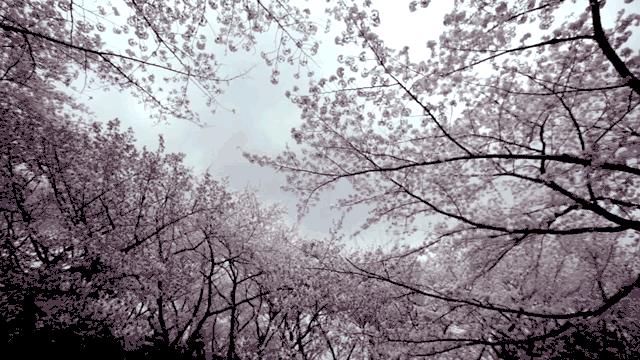 Fotografii superbe, care îţi vor aduce primăvara în inimă. Cum înfloresc cireşii 203211