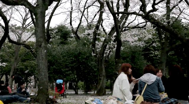 Fotografii superbe, care îţi vor aduce primăvara în inimă. Cum înfloresc cireşii 203212