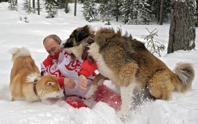 Vladimir Putin, doborât de doi câini fioroşi. Vezi ce a păţit liderul rus în timpul unei şedinţe foto