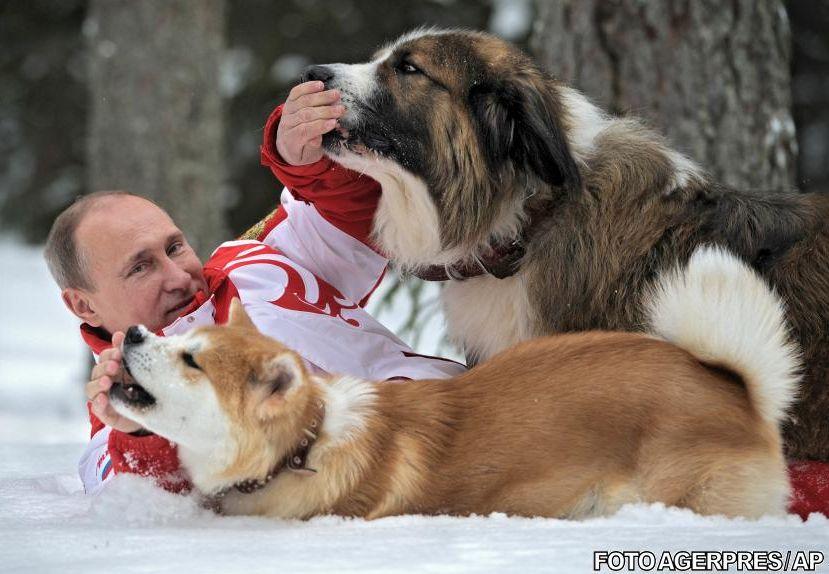 Vladimir Putin, doborât de doi câini fioroşi. Vezi ce a păţit liderul rus în timpul unei şedinţe foto 203248