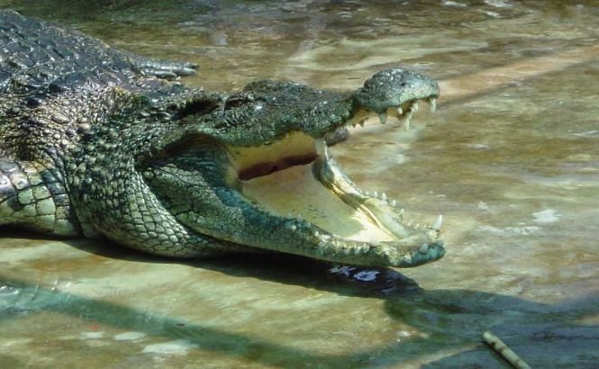 A scăpat cu viaţă din fălcile unui crocodil