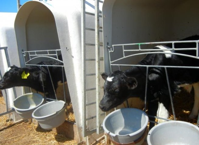 România în mişcare: Drumul laptelui - episodul doi: Profil de fermier