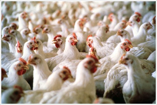 România în mişcare. TVA de 24% este o povară pentru producătorii români de carne de pasăre