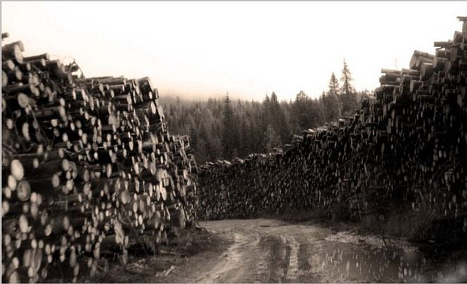 România îşi taie pădurile şi le trimite la export. Le dăm străinilor 33 de milioane de TONE de lemn pe an