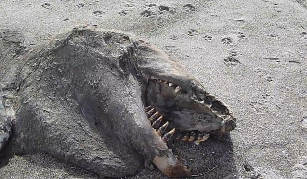 Cadavrul putrezit al unui &quot;monstru marin&quot;, descoperit pe o plajă din Noua Zeelandă