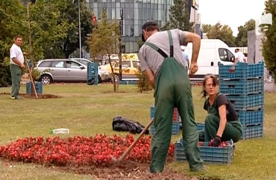 Florile plantate în Bucureşti, scoase la vânzare de muncitorii dornici de ciubuc