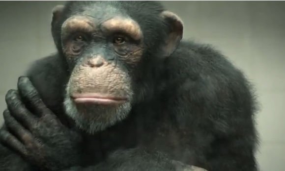 &quot;La final, maimuţa îndreaptă pistolul spre cap&quot;. PETA a lansat un nou video, poate cel mai emoţionant de până acum