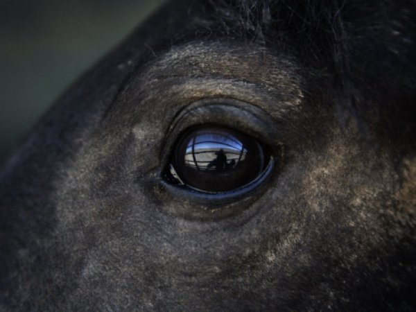 Australia a decis să sacrifice 10.000 de cai sălbatici: vor fi împuşcaţi din elicopter