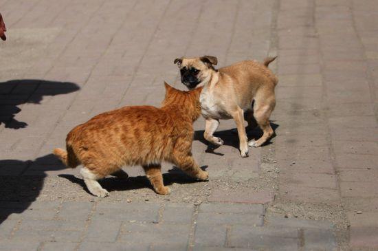 Nu s-a mişcat nici măcar o secundă de lângă partenera moartă. Pisica ce ne-a dat o lecţie impresionantă de devotament 210346