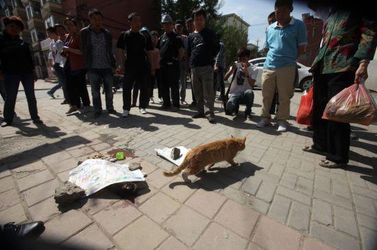 Nu s-a mişcat nici măcar o secundă de lângă partenera moartă. Pisica ce ne-a dat o lecţie impresionantă de devotament 210347