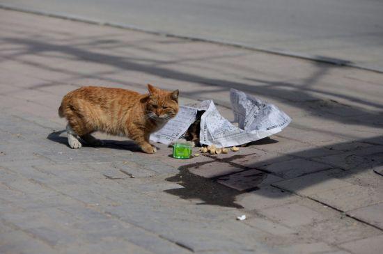 Nu s-a mişcat nici măcar o secundă de lângă partenera moartă. Pisica ce ne-a dat o lecţie impresionantă de devotament 210348