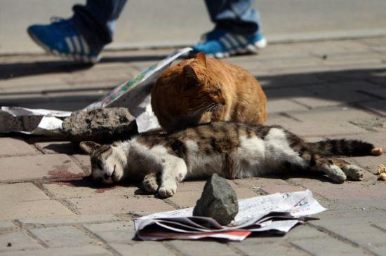 Nu s-a mişcat nici măcar o secundă de lângă partenera moartă. Pisica ce ne-a dat o lecţie impresionantă de devotament 210349