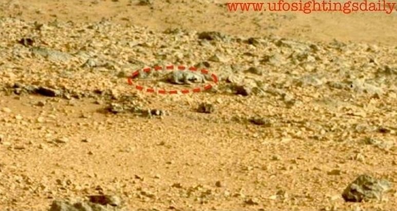 Descoperire ULUITOARE făcută de roverul Curiosity pe Marte. &quot;Este o rozătoare, fotografiată printre roci&quot;