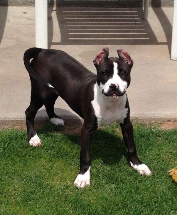 Acest adorabil căţel s-a născut cu un semn aparte. Toată lumea îi spune "Gentleman" sau "Sir" 211754