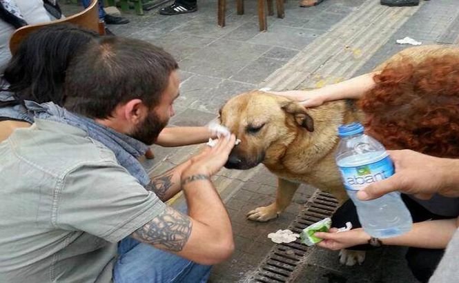 Câinii maidanezi, victime colaterale în conflictele stradale din Turcia