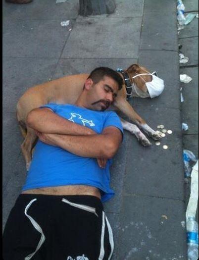 Câinii maidanezi, victime colaterale în conflictele stradale din Turcia 211990