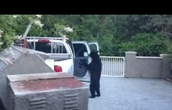Un canadian a surprins în curtea lui un urs. Vezi ce făcea animalul în speranţa că va găsi ceva de mâncare