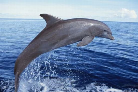Pei-Pei, singurul delfin mascul de la Delfinariul Constanţa, a murit