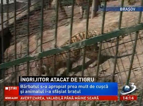 Bărbatul care a fost atacat de un tigru la Grădina Zoologică din Braşov a rămas fără un braţ. Medicii au fost nevoiţi să-i amputeze membrul