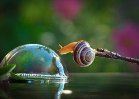 Imagini spectaculoase surprinse de un medic dentist. Ce face acest melc cu bula de apă 212830