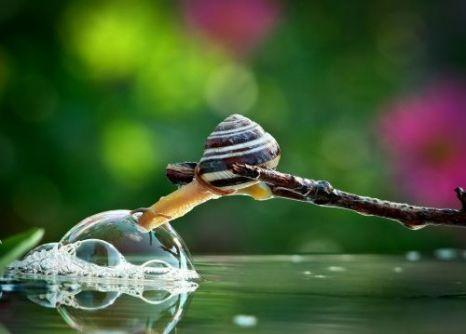 Imagini spectaculoase surprinse de un medic dentist. Ce face acest melc cu bula de apă 212831